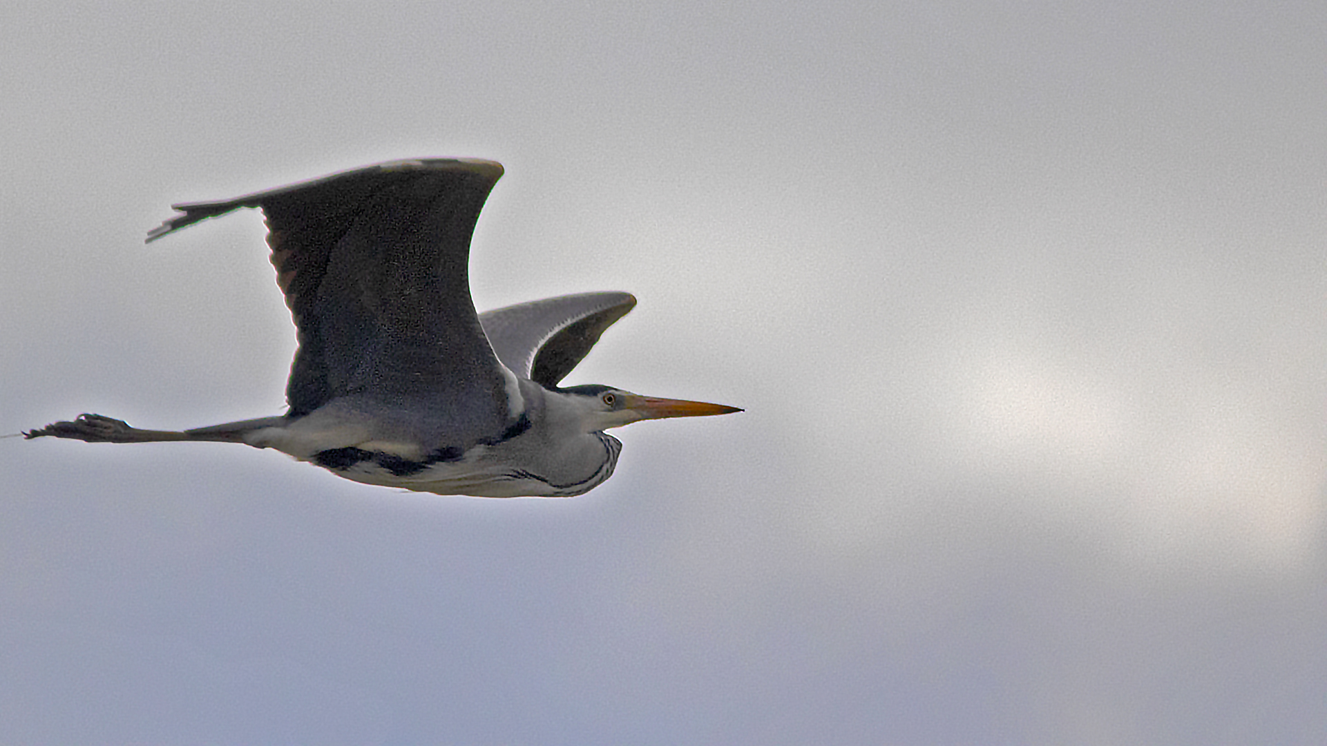 Gray Heron